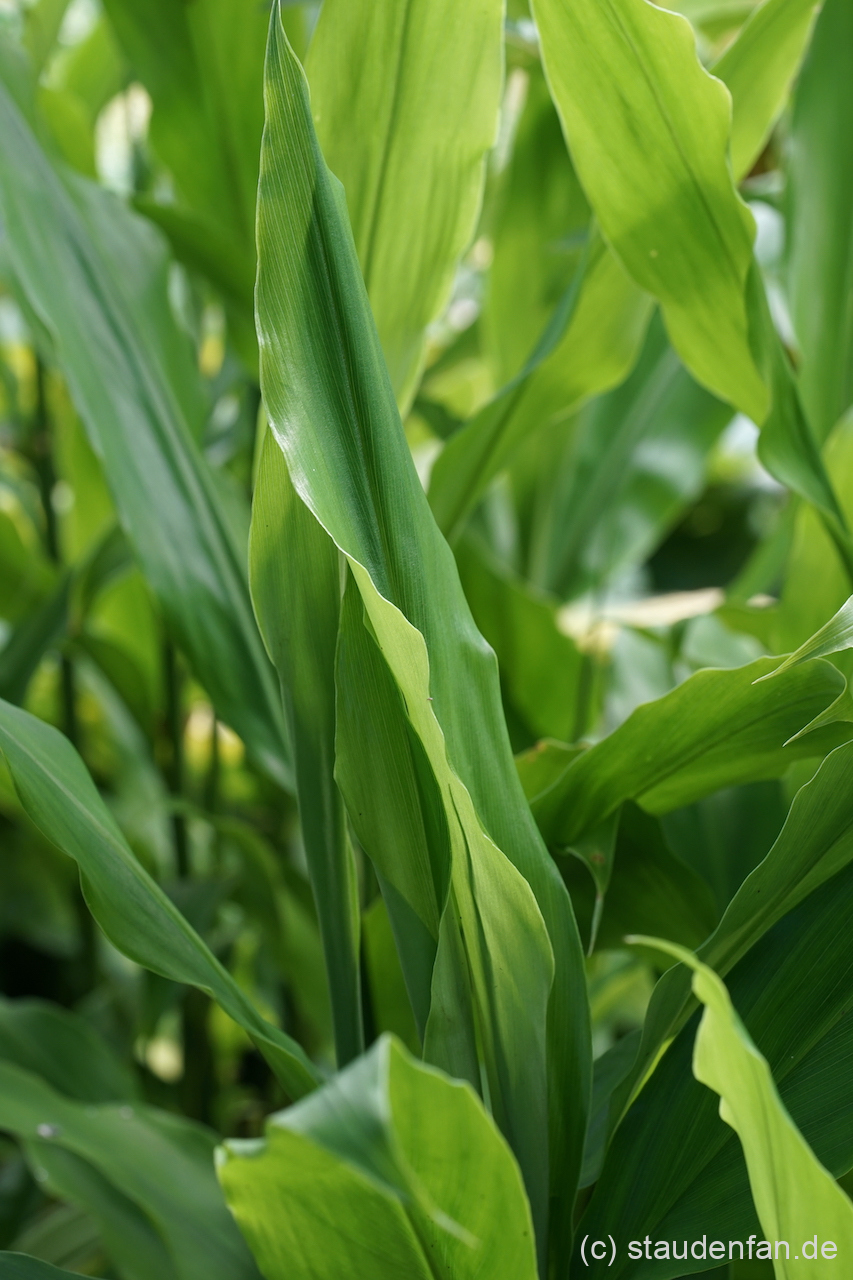 Zingiber mioga ist in Japan ein wichtiges Gemüse, wir verwenden ihn im Garten eher als exotischen Akzent.