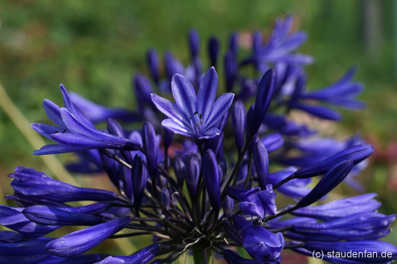 Agapanthus 'Navy Blue' ist nicht umsonst eine der begehrtesten Sorten.
