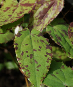 Das Laub von Epimedium 'Splish Splash'.