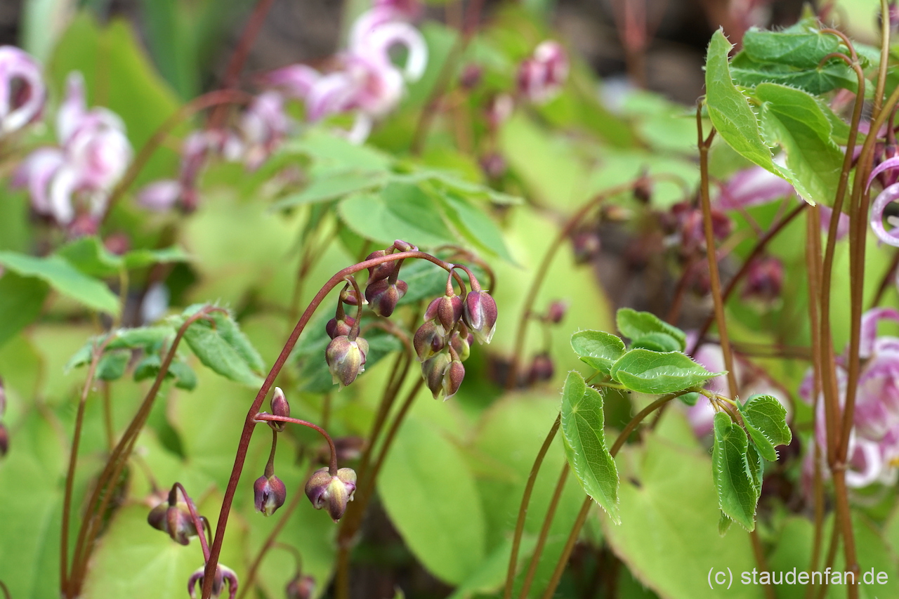 Die frischen Knospen von Epimedium 'Sakura Maru'.