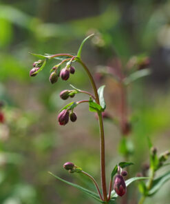 Die verheißungsvollen Knospen von Penstemon 'Torquay Gem'.