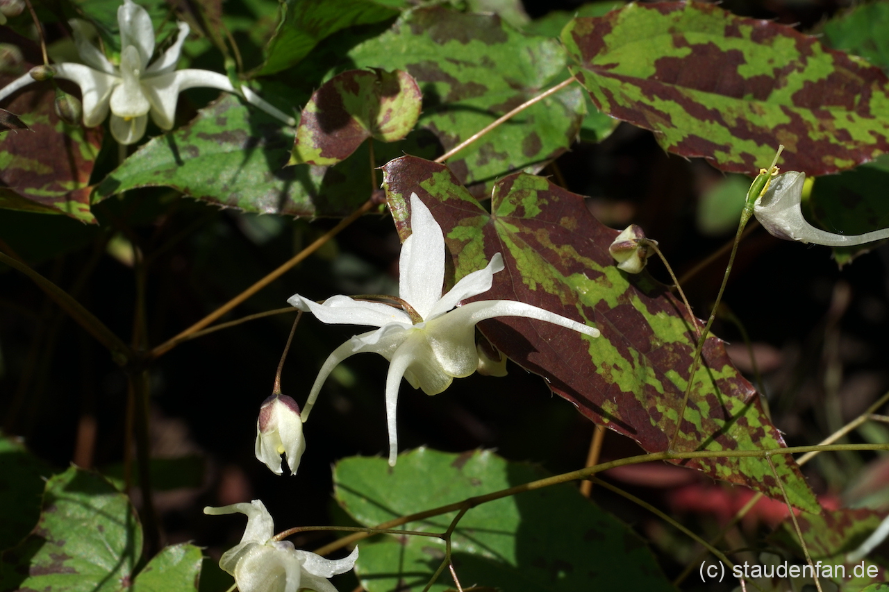 Die weißen Blüten von Epimedium 'Splish Splash' bilden einen feinen Kontrast.