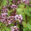 Epimedium 'Sakura Maru' besitzt stark gebogende Nektarsporne.