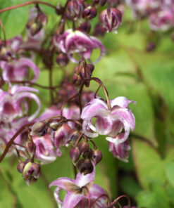 Epimedium 'Sakura Maru' besitzt stark gebogende Nektarsporne.