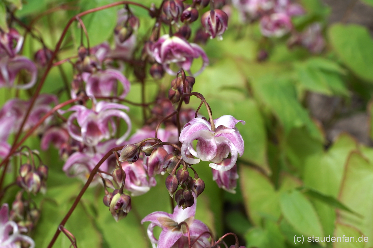 Epimedium 'Sakura Maru' besitzt stark gebogende Nektarsporne.
