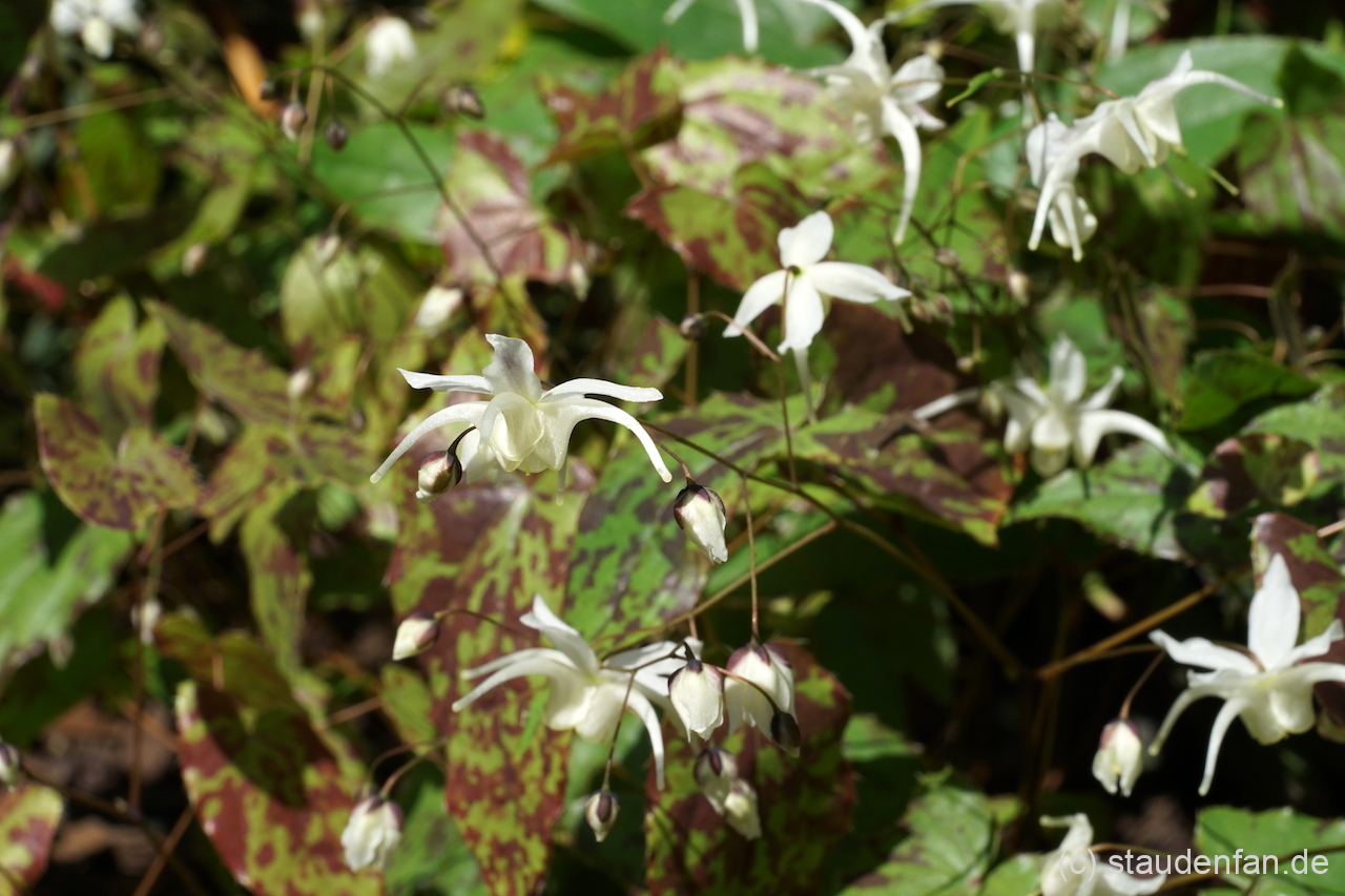 Epimedium 'Splish Splash' ist eine Hybride aus den USA.