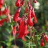 Penstemon 'Torquay Gem'.