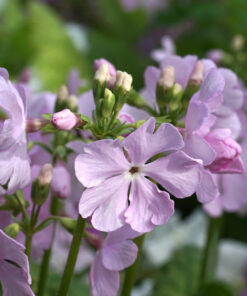 Primula sieboldii 'Sorcha's Pink'.