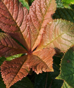 Rodgersia 'Herkules' besitzt einen rötlichen Austrieb.