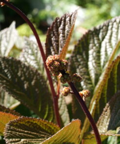 Rodgersia 'Herkules' gibt sich im Austrieb rötlich überlaufen.