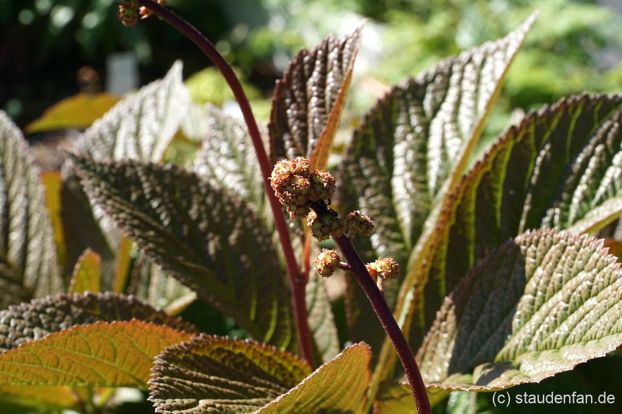 Rodgersia 'Herkules' gibt sich im Austrieb rötlich überlaufen.