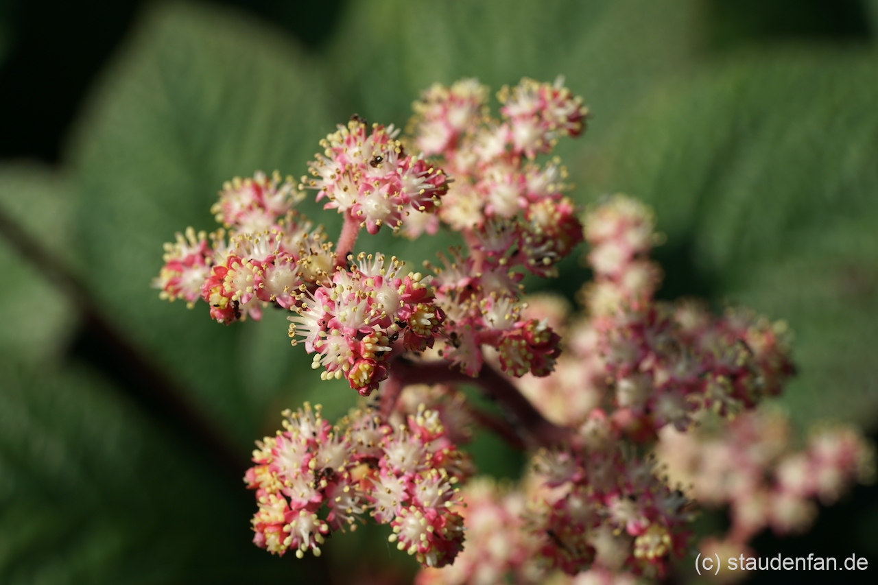 Rodgersia 'Herkules' kann auch blühen.