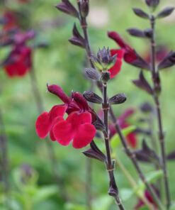 Salvia 'Royal Velours' besitzt sehr dunkle Blütenkelche.