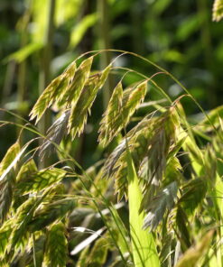 Chasmanthium latifolium bildet breite Blütenähren aus.