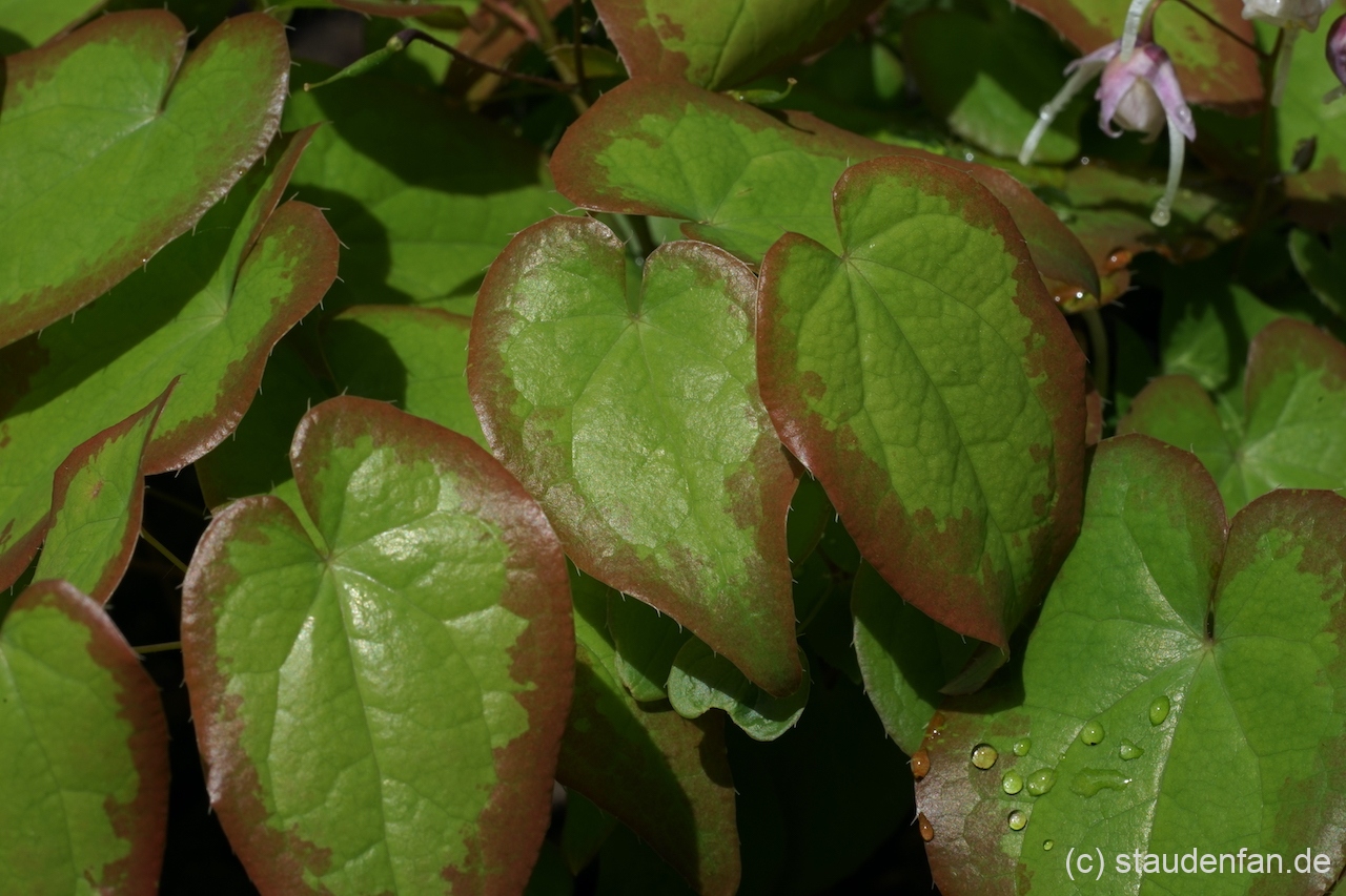 Der beeindruckende Austrieb Epimedium 'Spring Wedding'.