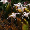 Epimedium 'Spring Wedding' besitzt große Einzelblüten.
