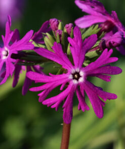 Primula sieboldii 'Aka-tonbo' beistz für eine Sorte mit feinen Blütenblättern eine sehr gute Blütengröße.