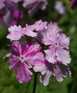 Primula sieboldii 'Tatuta-no-yûbe'.