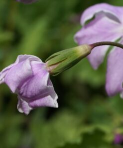 Eine sich öffende Knospe von Primula sieboldii 'Hatugoromo'.