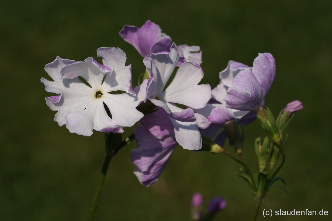 Primula sieboldii 'Hatugoromo' zeigt auf einer Seite silbrigweiße Blütenblätter.