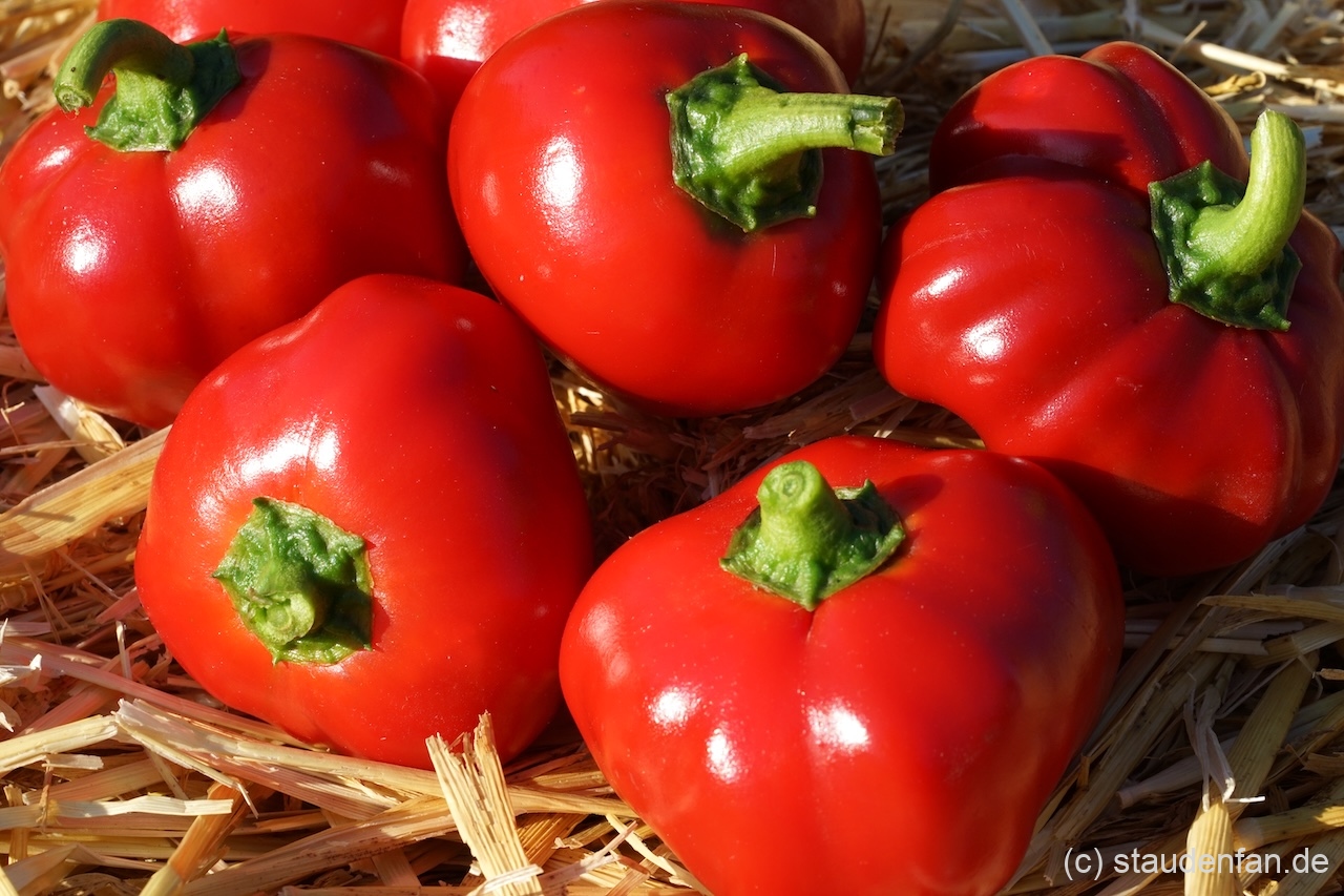 Chili ‘Sizilianischer Rosenpfeffer’, Samen – Gärtnerei Staudenfan Chili ‘Sizilianischer Rosenpfeffer’, Samen – Gärtnerei Staudenfan