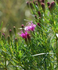 Vernonia lettermannii PDN Form besitzt hellgrünes Laub.