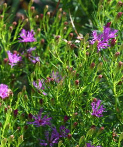 Vernonia lettermannii PDN Form bleibt sehr kompakt.