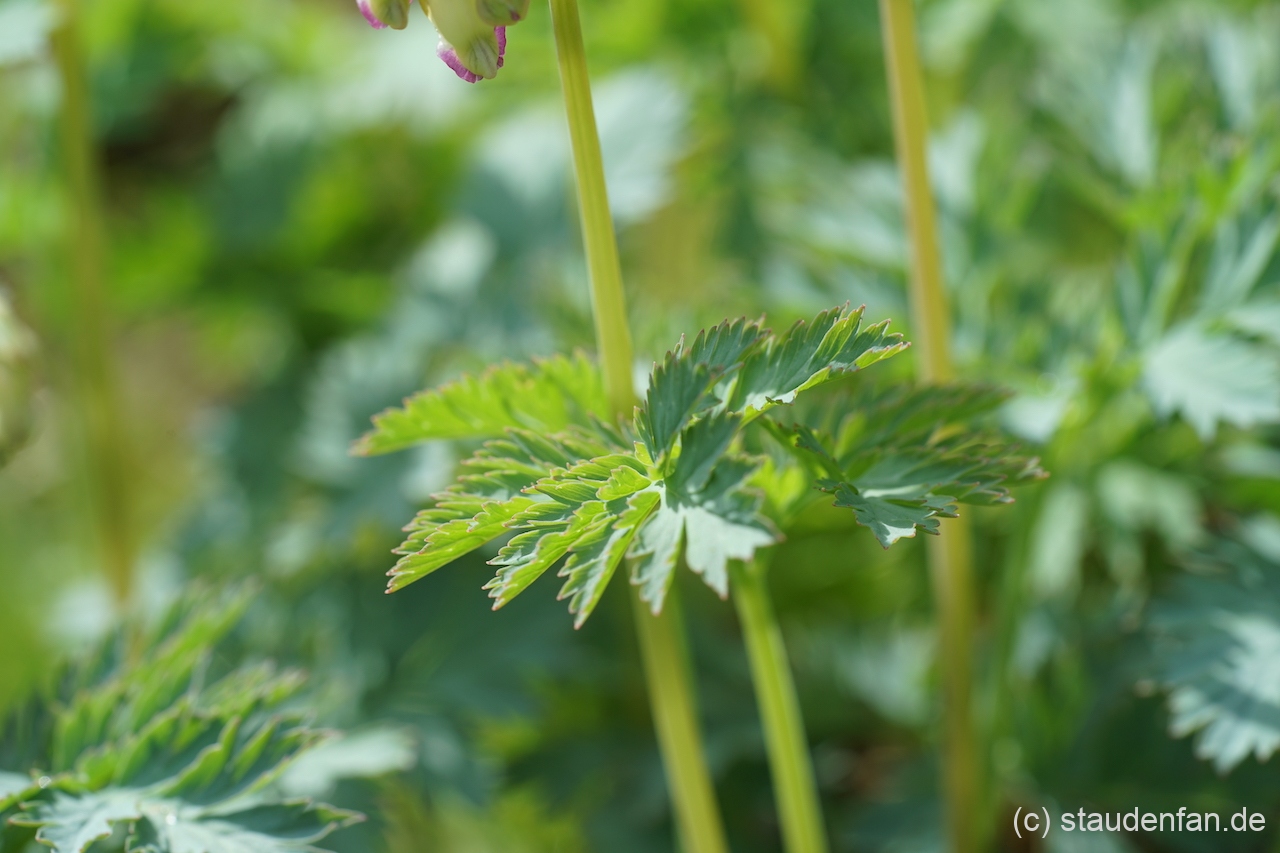 Das frische Laub erscheint mit den Blüten bei Dicentra formosa 'Aurora'. Das frische Laub erscheint mit den Blüten bei Dicentra formosa 'Aurora'.
