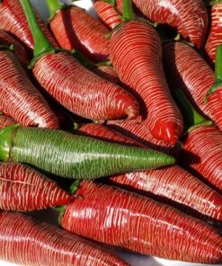 Der Chili 'Mini Vezena' ist eine gute Allrounder-Sorte.