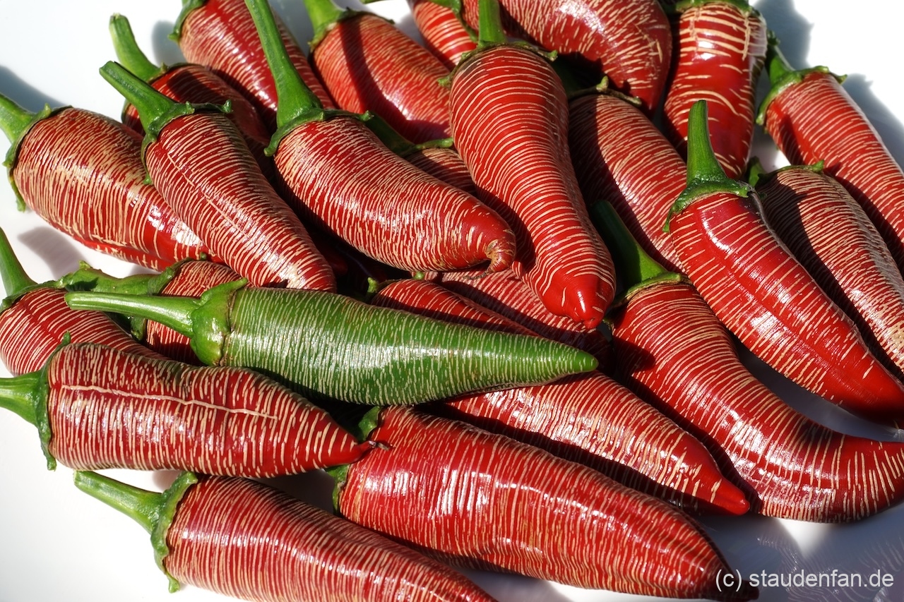 Der Chili 'Mini Vezena' ist eine gute Allrounder-Sorte.