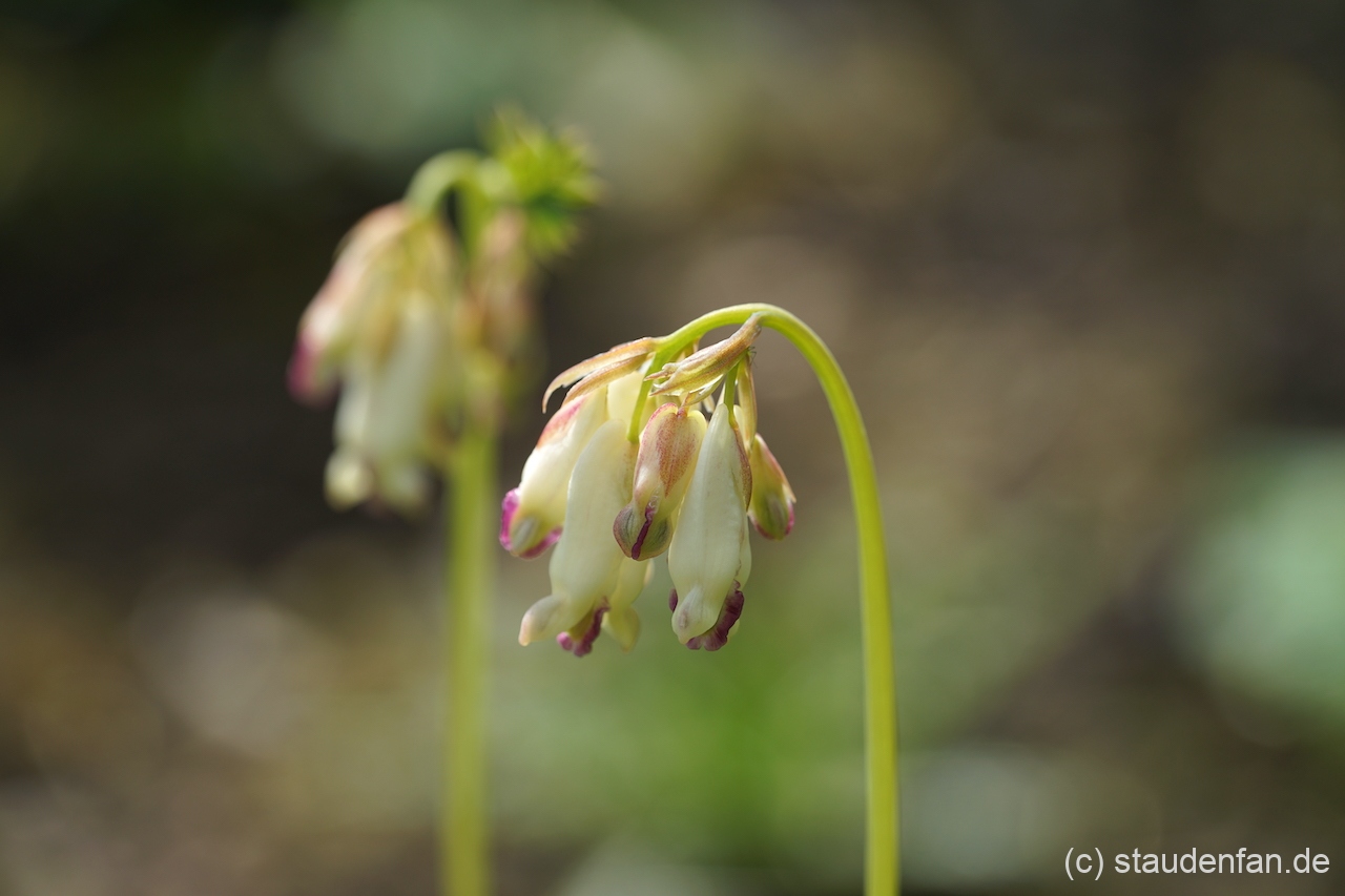 Dicentra formosa 'Aurora' ist noch eine alte Auslese von Ernst Pagels.