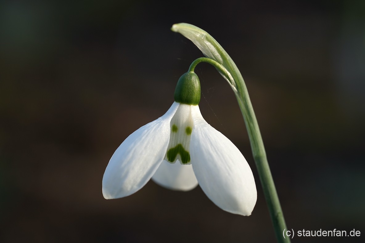 Das Schneeglöckchen Galanthus elwesii 'Grumpy' besitzt ein grimmiges Gesicht auf den inneren Blütenblättern.
