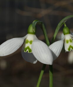 Galanthus elwesii 'Grumpy' ist ein Schneeglöckchen, dass mit seinem markanten Ausdruck und unverwechselbaren Charakter begeistert.
