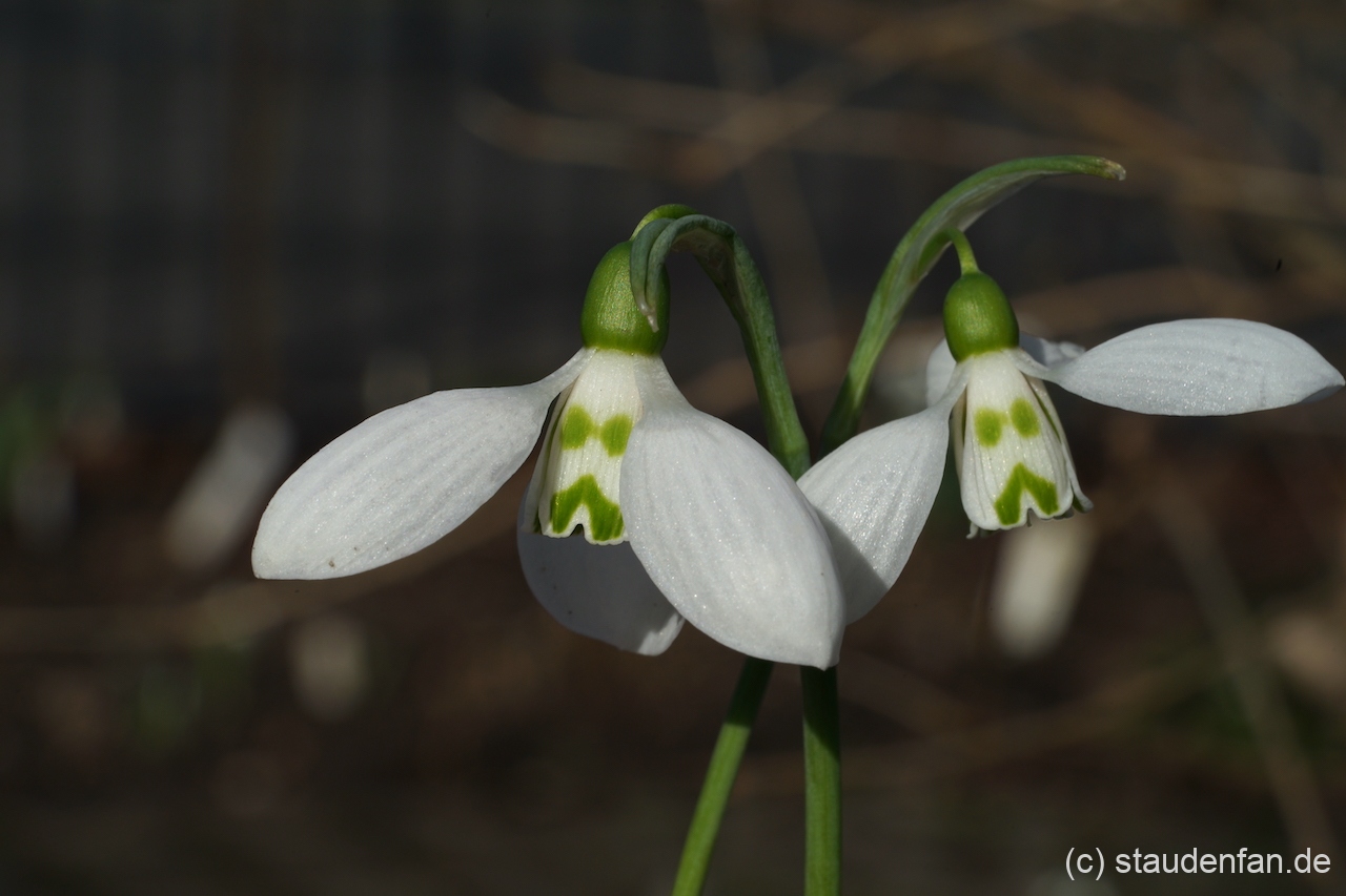 Galanthus elwesii 'Grumpy' ist ein Schneeglöckchen, dass mit seinem markanten Ausdruck und unverwechselbaren Charakter begeistert.