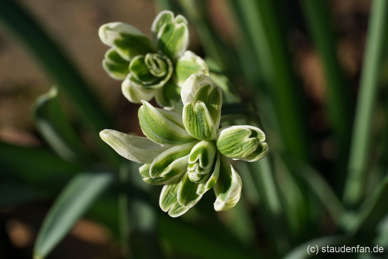 Galanthus nivalis 'Blewbury Tart' wurde von Alan Street entdeckt und die Blüten sind so zur Seite geneigt, dass dieses Schneeglöckchen einen anschaut.