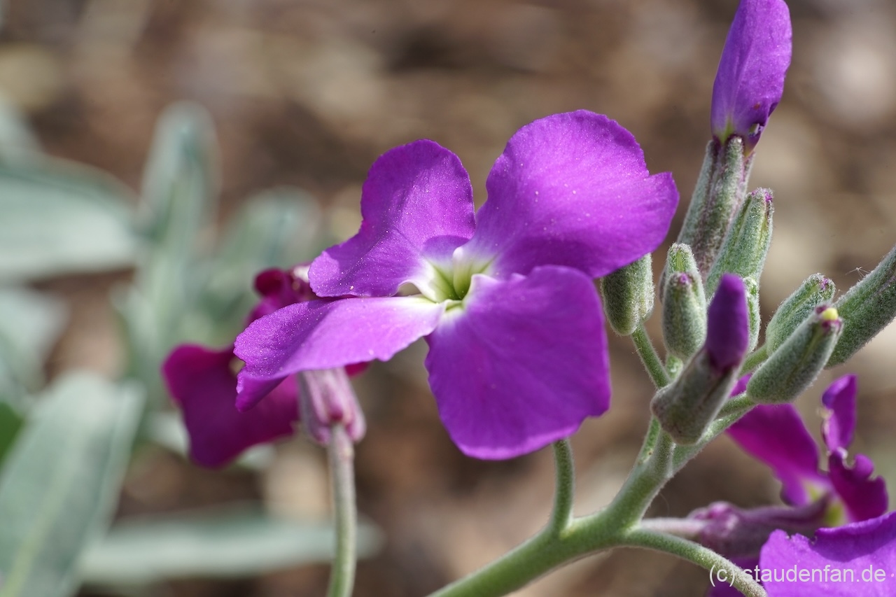 Matthiola sinuata besitzt einen himmlichen Duft.