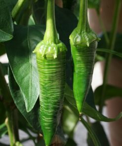 Schon die jungen Füchte der Chili 'Mini Vezena' zeigen die ringelförmige Verkorkung.