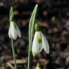 Galanthus 'Modern Art'.