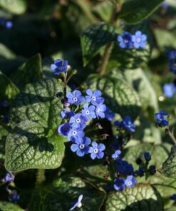 Brunnera macrophylla 'Jack of Diamonds' beim Austrieb Anfang April.