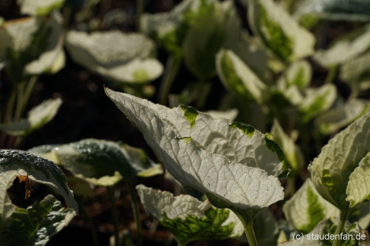 Das Laub von Brunnera macrophylla 'Dawson's White' zeigt einen breiten Rand.