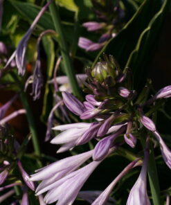 Die Blüten der Hosta 'Praying Hands' sind tief violett.