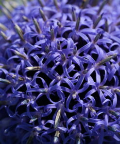 Die Einzelblüten von Echinops ritro ssp. ruthenicus 'Platinum Blue'.