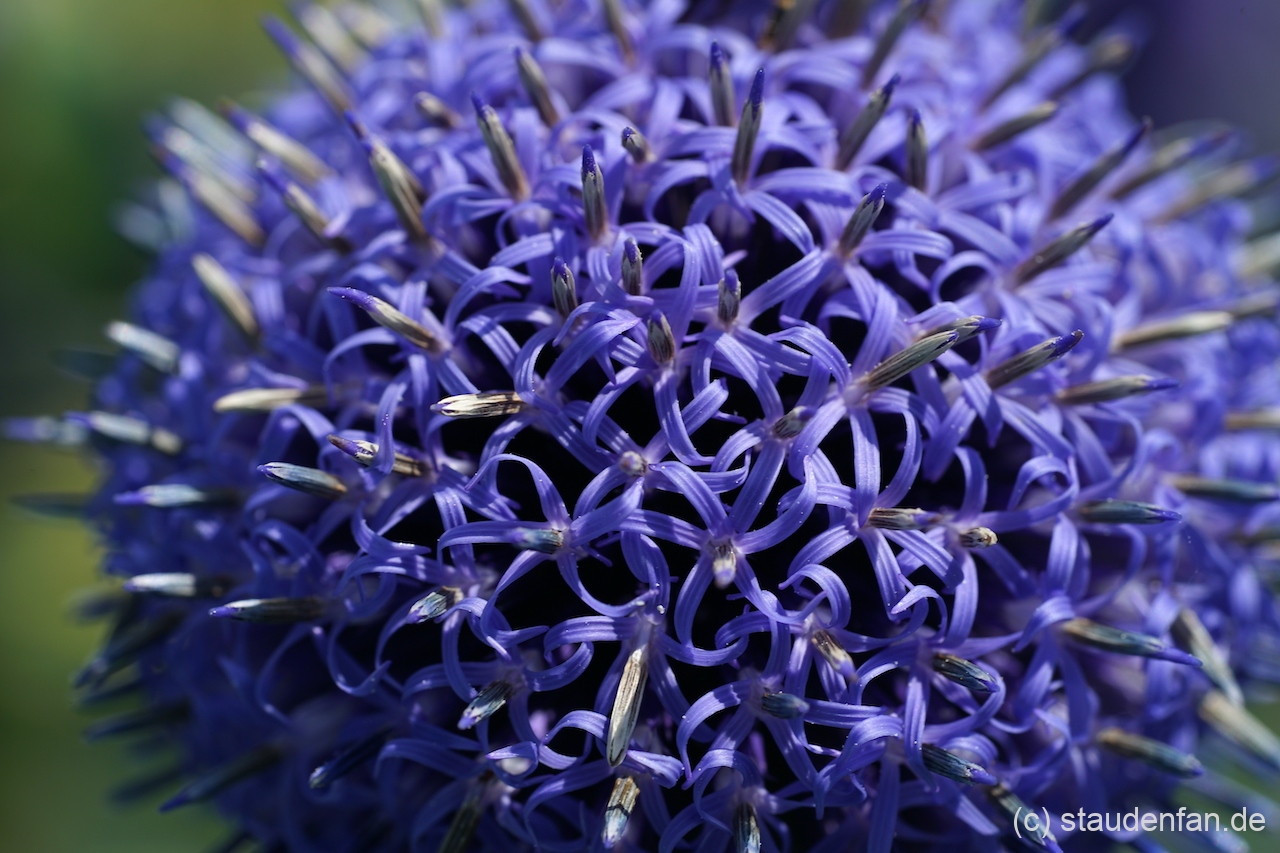Die Einzelblüten von Echinops ritro ssp. ruthenicus 'Platinum Blue'.