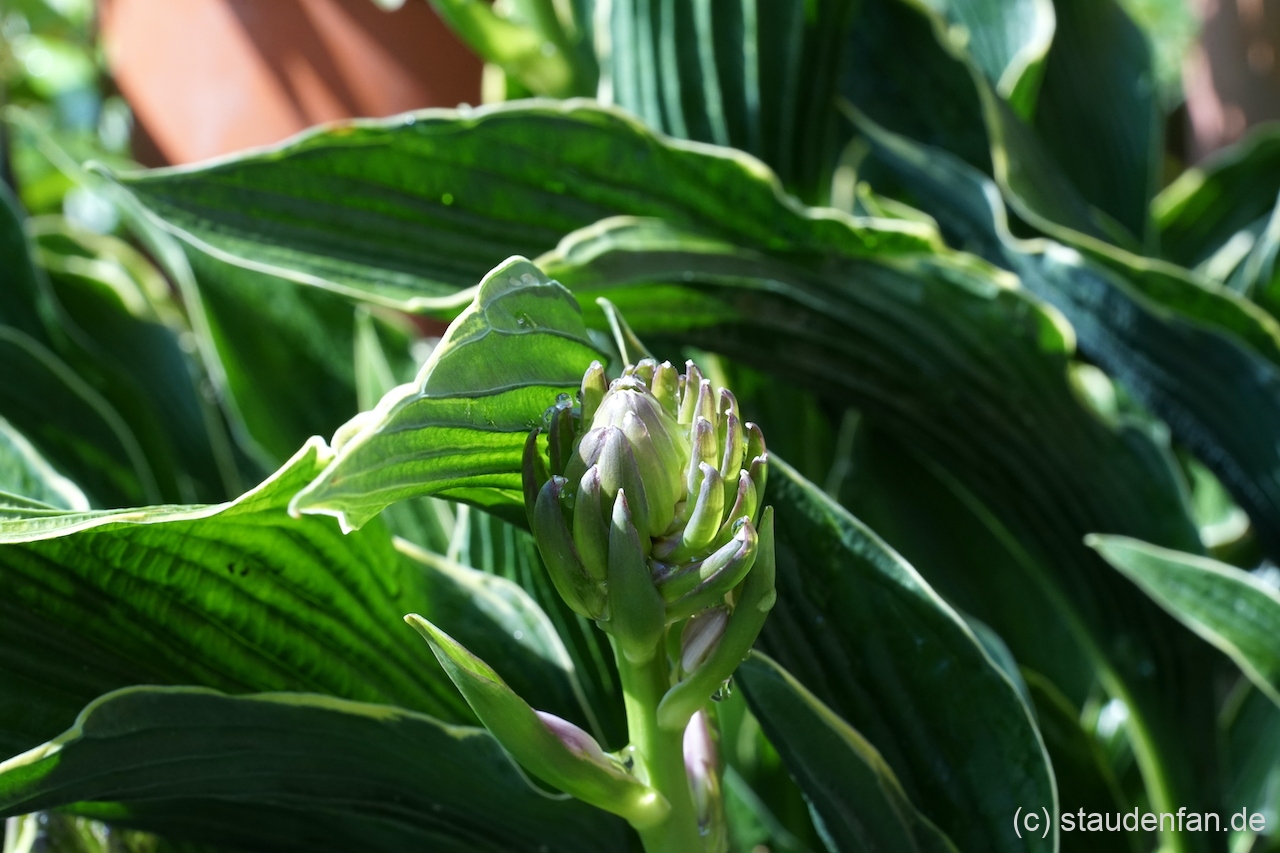 Die Hosta 'Praying Hands' besitzt starre aufwärts gerichtete Blätter.