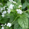 Brunnera macrophylla 'Mr. Morse'