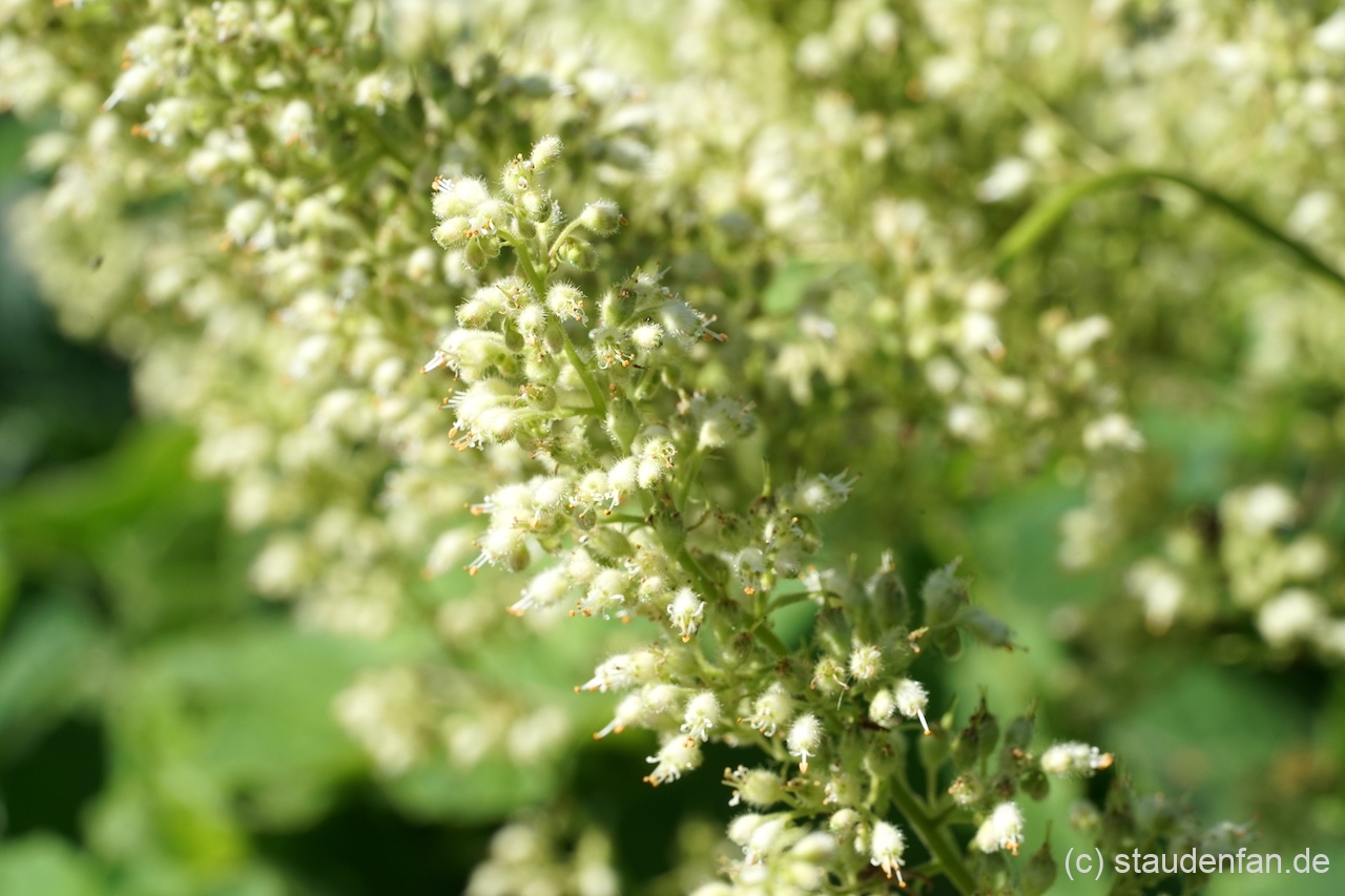 Heuchera villosa var. macrorrhiza blüht überreich im Spätsommer.