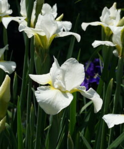 Iris sibirica 'Dreaming Late'.