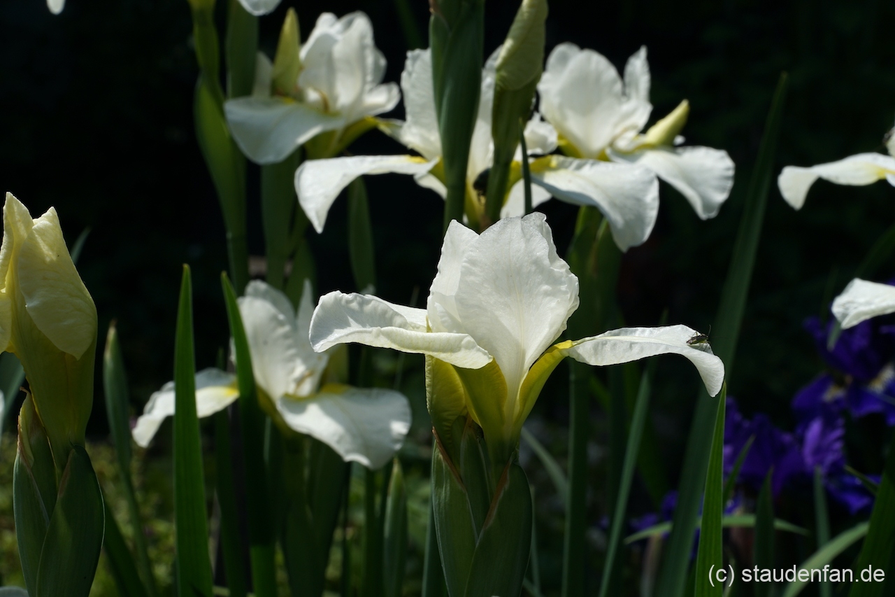 Iris sibirica 'Dreaming Late' bildet dichte Horste.