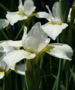Iris sibirica 'Dreaming Late' zeigt einen zitronengelben Schlund.