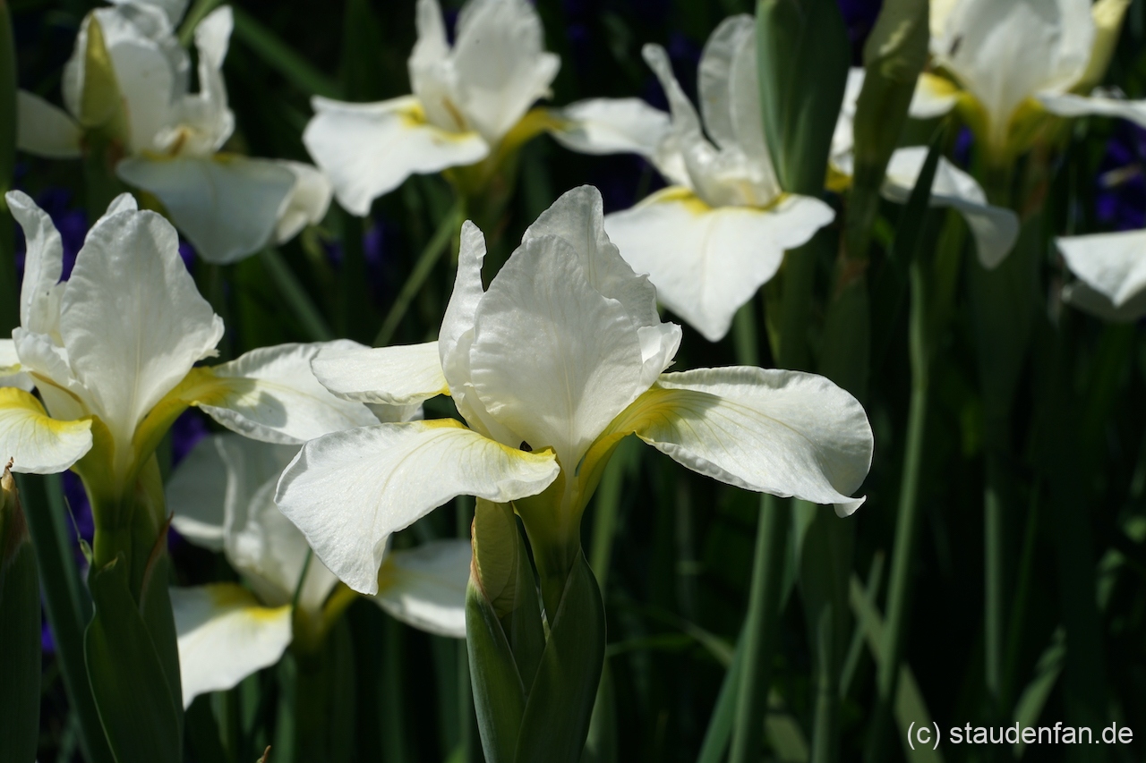 Iris sibirica 'Dreaming Late' zeigt einen zitronengelben Schlund.